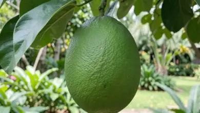 Co je pomelo a jaké má zdravotní přínosy - ilustrační foto
