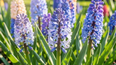 Jak pečovat o hyacint a kdy ho vysadit - ilustrační foto