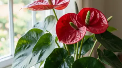 Jak pěstovat toulitku anthurium v bytě - ilustrační foto
