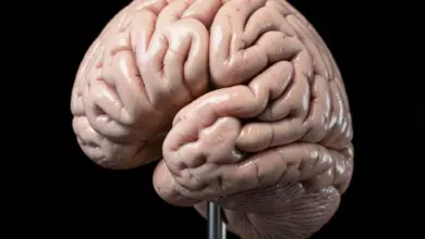 jak funguje centrální nervový systém a jeho části - Jak funguje centrální nervový systém - ilustrační foto