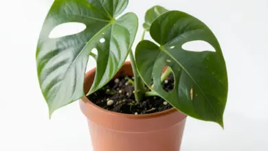 Jak pečovat o monstera minima - ilustrační foto