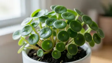 Jak pěstovat peperomii rotundifolii - ilustrační foto