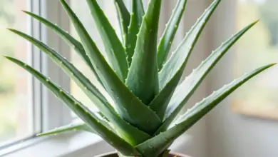 Jak se starat o aloe vera a její pěstování - ilustrační foto