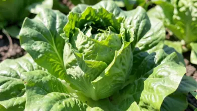 Nutriční hodnoty a zdravotní přínosy hlávkového salátu - ilustrační foto