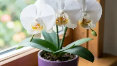 Jak pěstovat a pečovat o orchideje - ilustrační foto