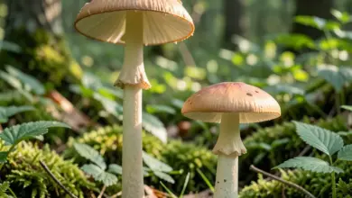 Jak rozpoznat bedlu vysokou a zahradní - ilustrační foto