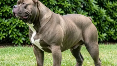 Jaké jsou vlastnosti a povaha american bully - ilustrační foto
