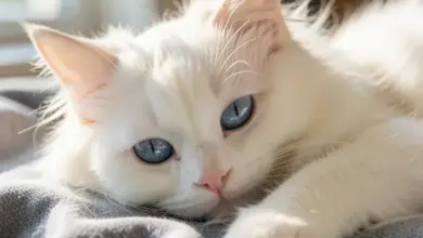 ragdoll kočka povaha a péče - Ragdoll kočka - ilustrační foto