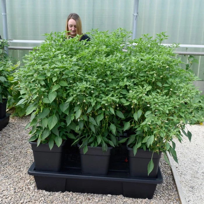 Hydroponicky pěstované papričky v černém podstavec