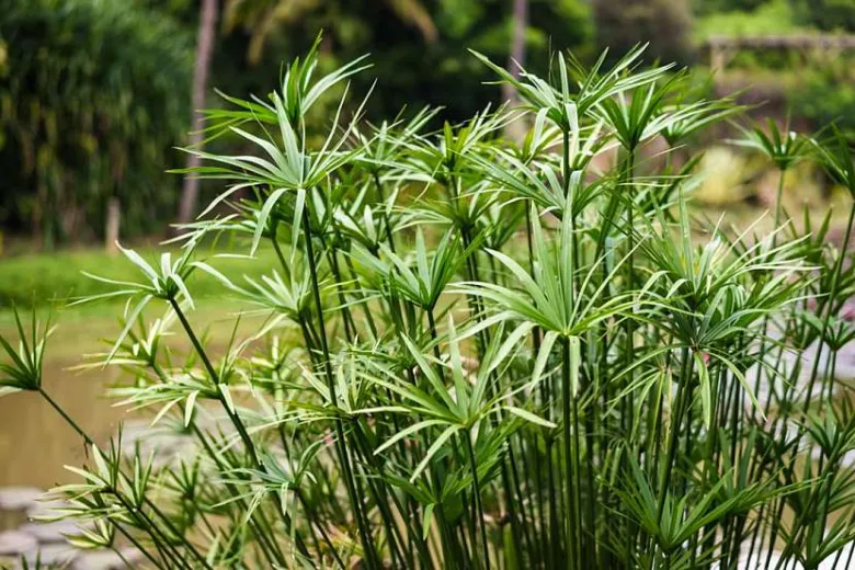 Cyperus papyrus plant