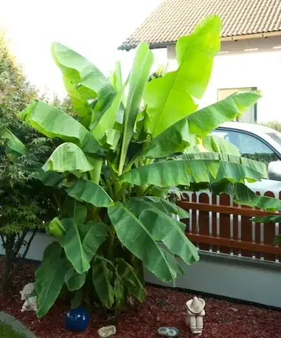 Banana plant in garden