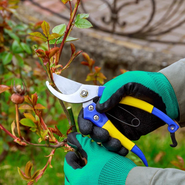 Rose pruning with shears