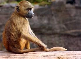 Guinea baboon sitting on log