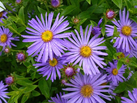 Purple aster flowers with yellow centers