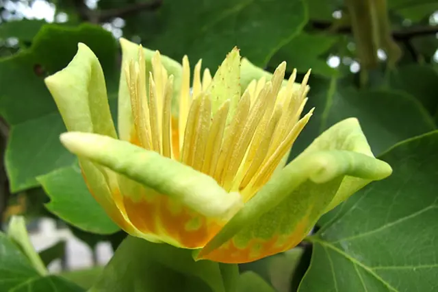 Žlutavý pupen květu liliovníku tulipánokvětého mezi listy.