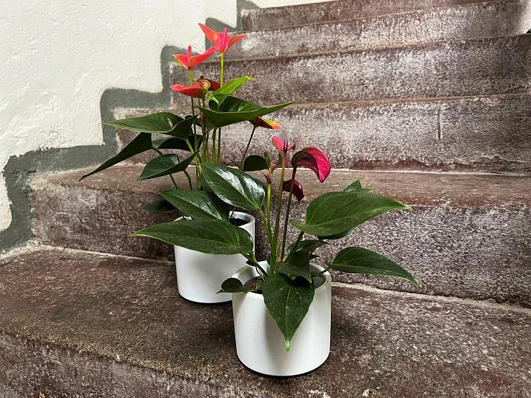 Dvě hrnky s toulitkou anthurium na kamenných schodech.