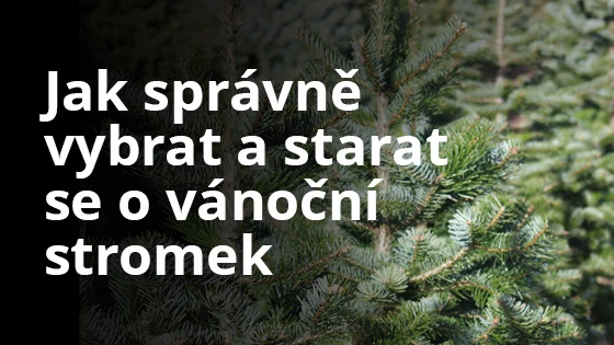 Zelené větve vánočního stromku s jehličím na pozadí.