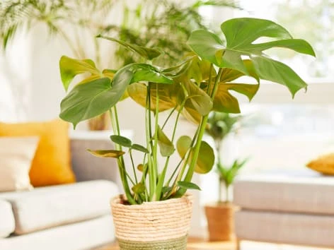 Zelená monstera v pleteném květináči na pozadí obývacího pokoje.