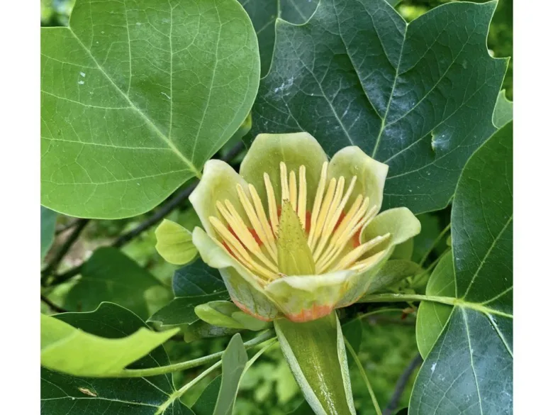 Květenství liliovníku tulipánokvětého s listy v přírodním prostředí.