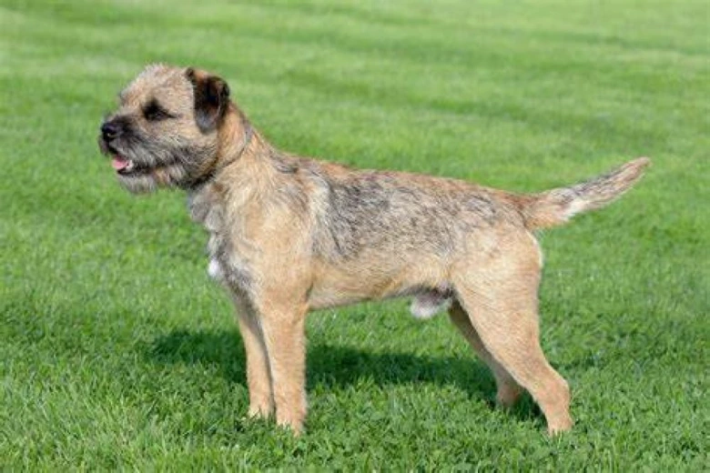 Border terrier dog