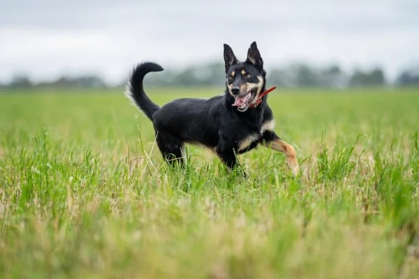 Černá australská kelpie běží po zelené trávě.