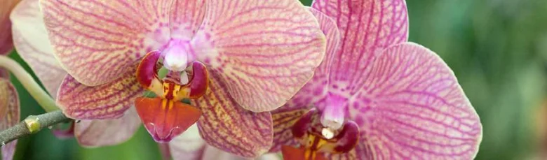 Růžové květy faleropsové orchideje na větvi.