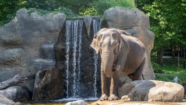 Indický slon stojí u vodopádu v areálu zoologické zahrady.