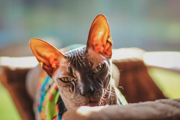 Portrétní fotografie bezsrsté kočky sphynx v barevném tričku.
