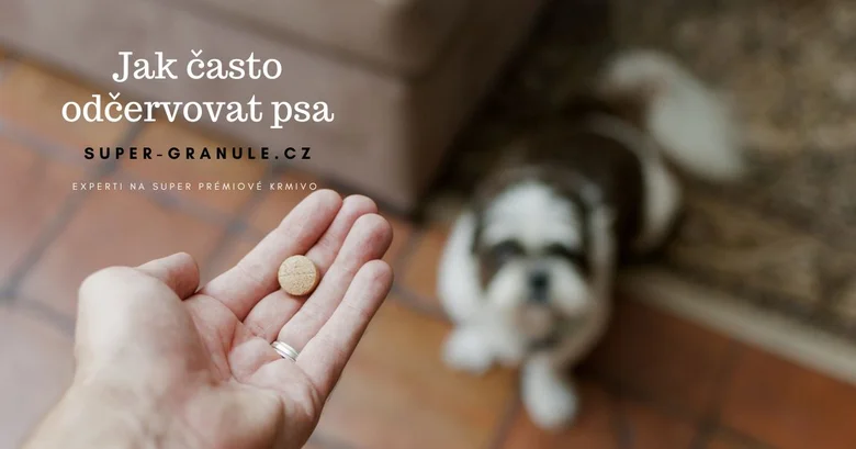 Ruka drží psí tabletku s štěnětem v pozadí