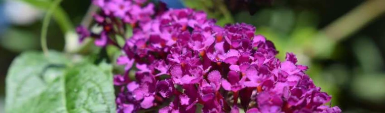 Fialové květy motýlího keře Buddleji v přírodním prostředí.