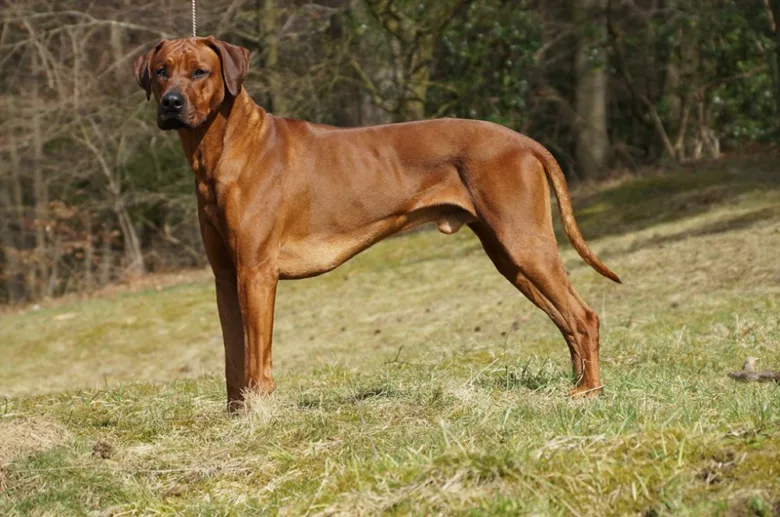 Rhodéský ridgeback stojí na trávníku venku.