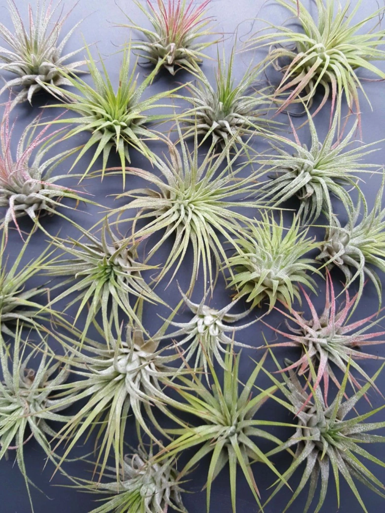 Fotografie mnoha vzdušných rostlin Tillandsia s zelenými listy na tmavém pozadí.
