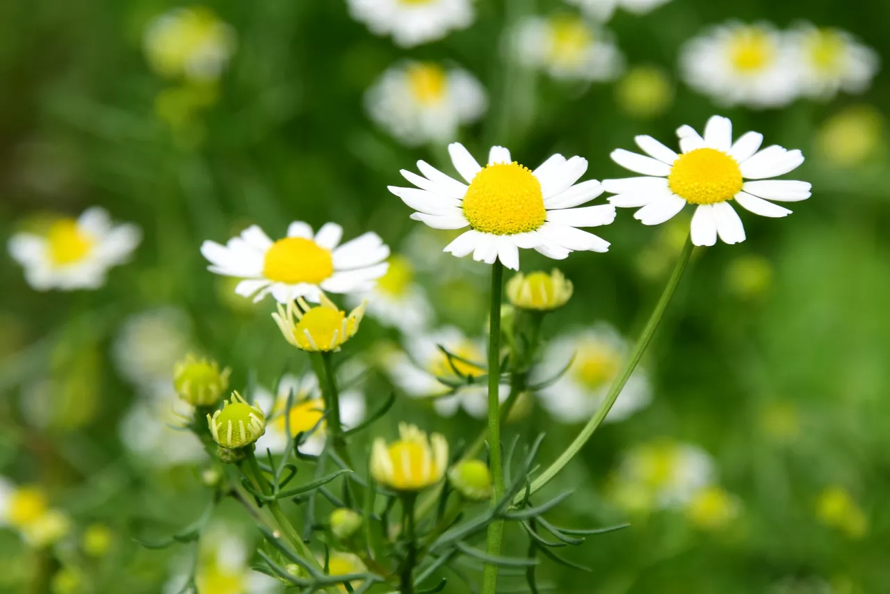 Chamomile flowers in bloom