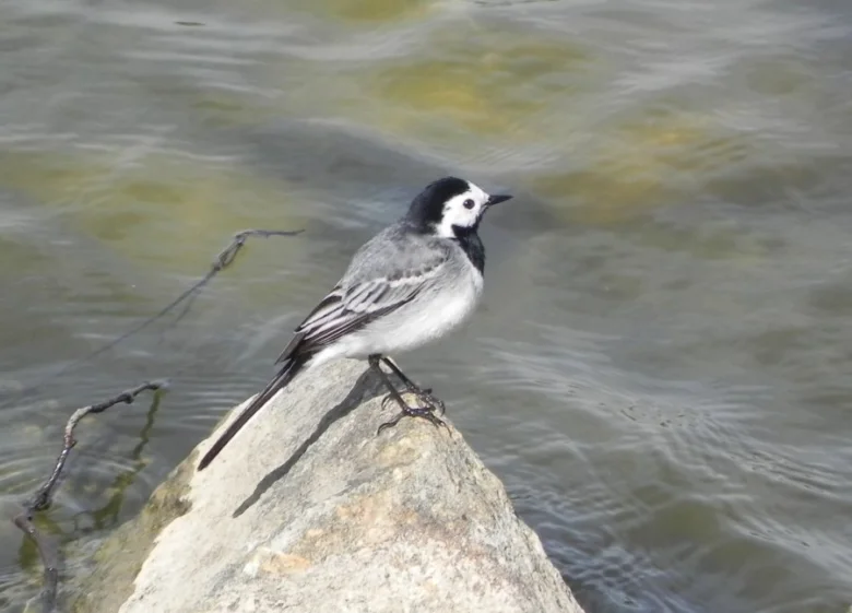White wagtail bird