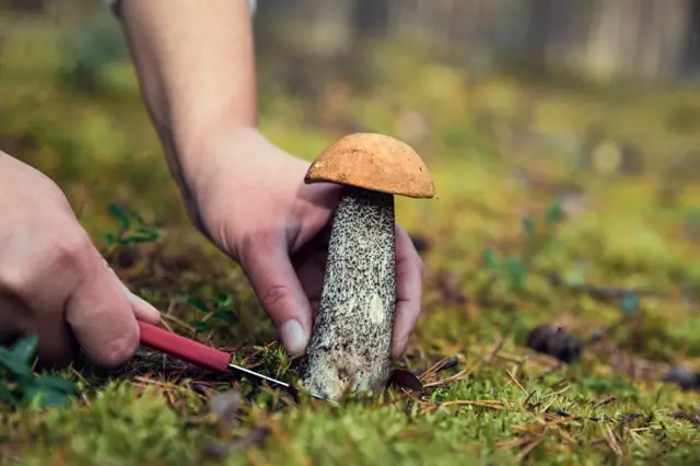 Ruce sbírají houby v lese s červeným nástrojem.