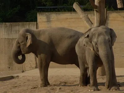 Dva asijské sloni stojí vedle sebe v areálu zoologické zahrady.