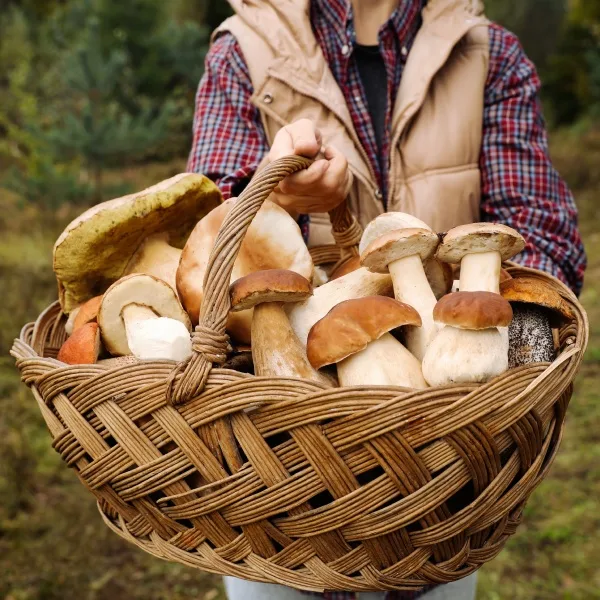 Koš s čerstvě sbranými lesními houbami držený v lese.