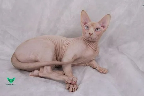 Holá kočka rasy Sphynx leží na bílém povrchu.
