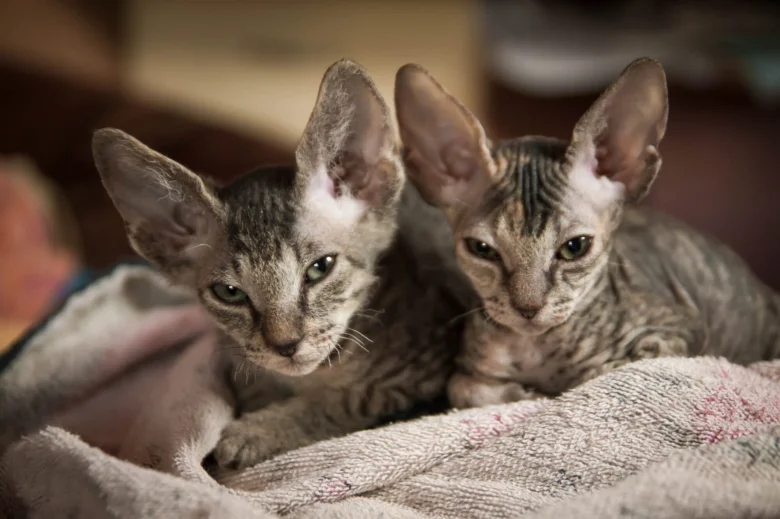 Dvě koťata bez srsti rasy Sphynx ležící na dečce.