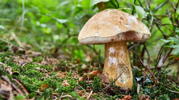 Hřib žlučník rostoucí v lesním porostu s mechem.