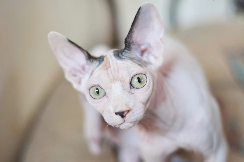 Portrétní fotografie bezsrstého koťe rasy sphynx.