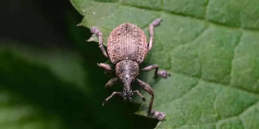 Hmyzí larokonos na zeleném listu v zahradě.