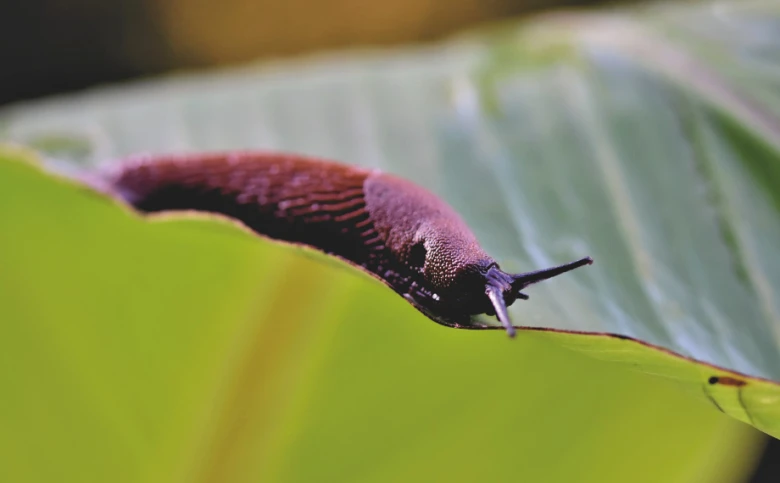 Sluggish slug on leaf