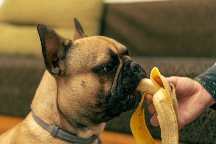 Frenchie pes žvýká banán držený v lidské ruce.