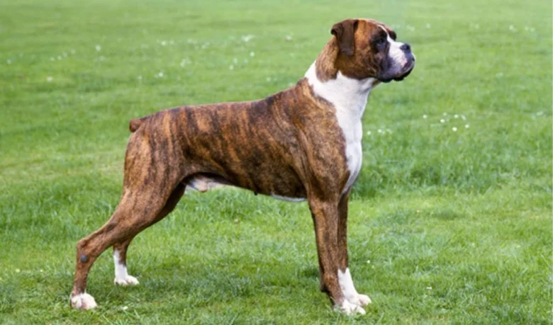 Brindle boxers stojí na trávníku v profilu.