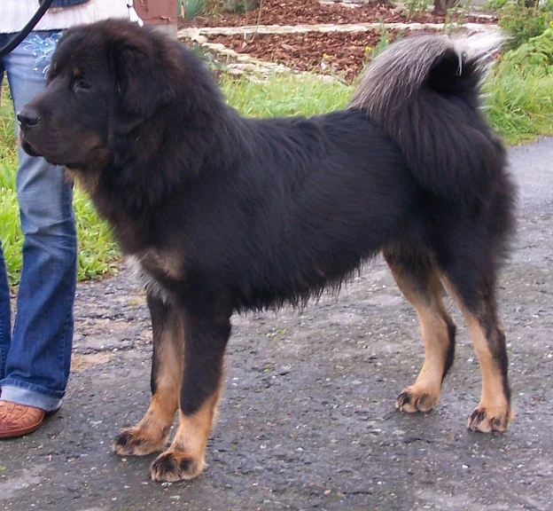 Černá tibetská doga stojí venku vedle osoby v džínách.