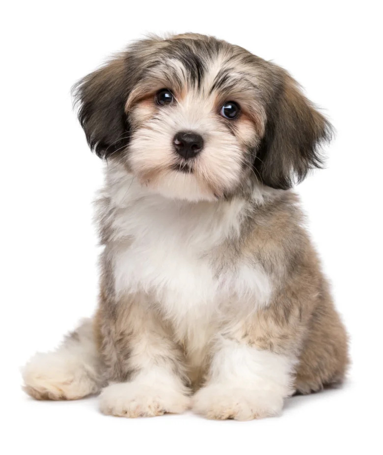 Havanese puppy sitting