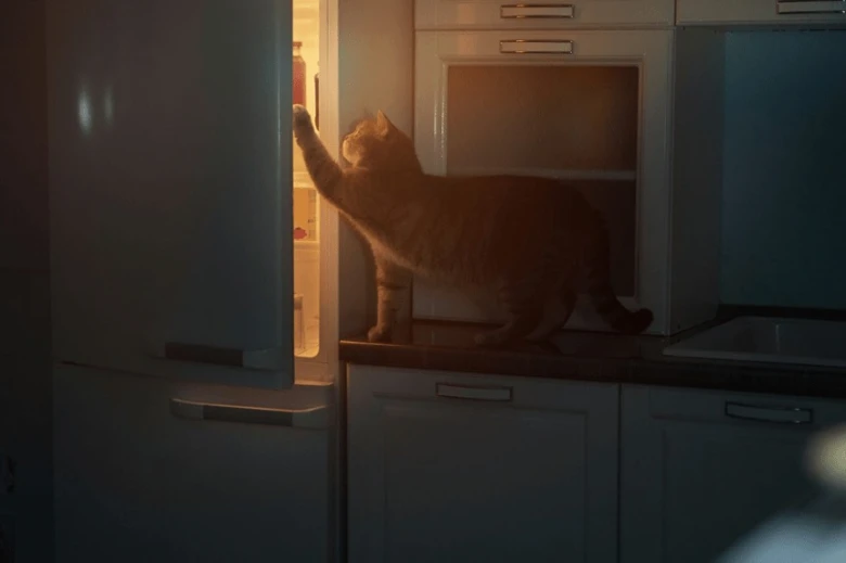 Kočka stojí na kuchyňské desce u otevřené lednice.