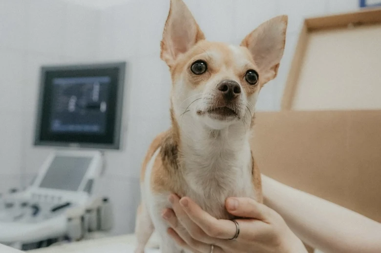 Malý pes v veterinární ordinaci připraven na odčervení.