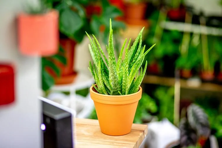 Zdravá rostlina aloe vera v oranžovém květináči na dřevěné ploše.